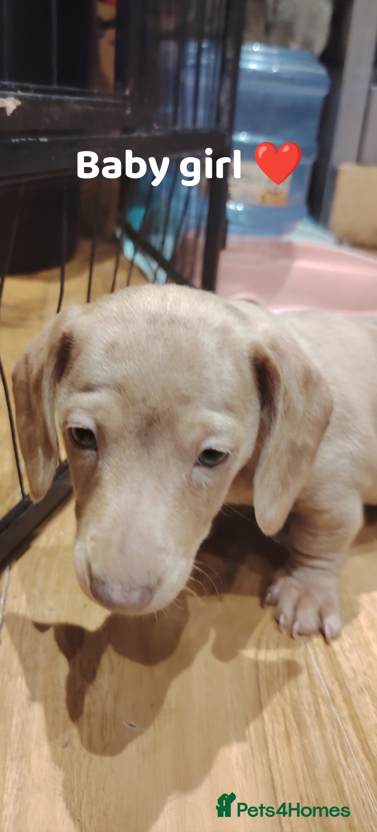 Miniature Dachshund dogs Miniature dachshund  - Advert 10