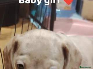 Miniature Dachshund dogs Miniature dachshund - Advert 10