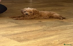 Cavapoo dogs for sale: F1b cavapoo puppies  - Image 6