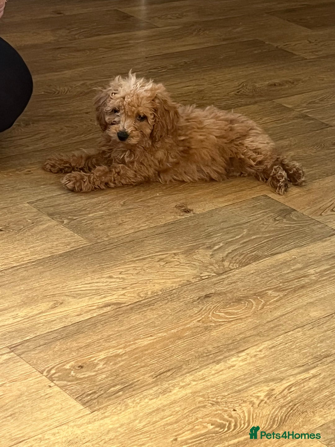 Cavapoo dogs for sale: F1b cavapoo puppies  - Image 6