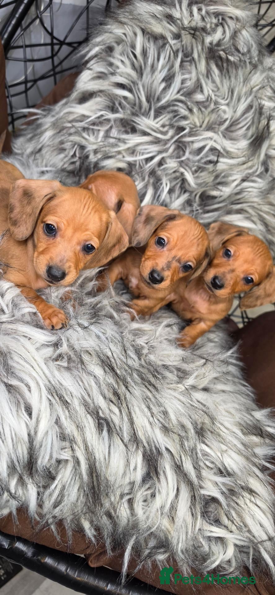 Miniature Dachshund dogs Beautiful Miniature Dachshund Puppies🐾3Girls5Boys - Advert 6