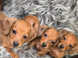 Miniature Dachshund dogs Beautiful Miniature Dachshund Puppies🐾3Girls5Boys - Advert 6