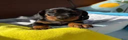 Miniature Dachshund dogs for sale: A litter of 2 lovely dachshund pups - Advert 27