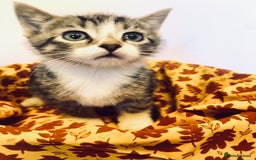 European cats for sale: Colourful kittens - Image 13