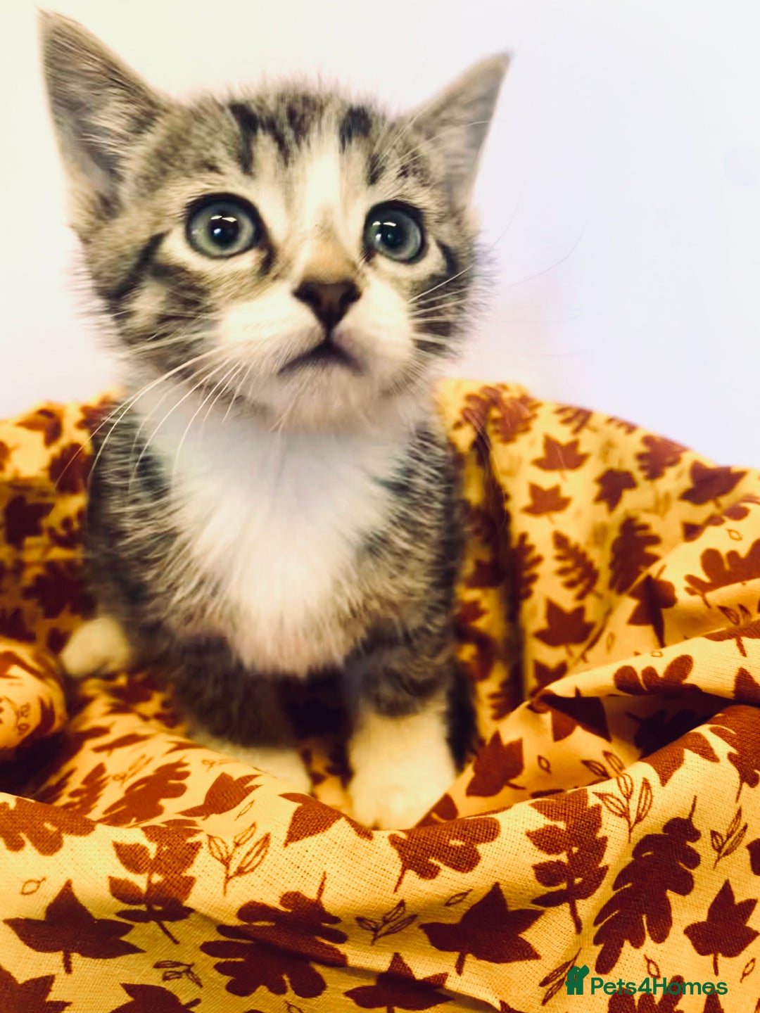 European cats for sale: Colourful kittens - Image 13