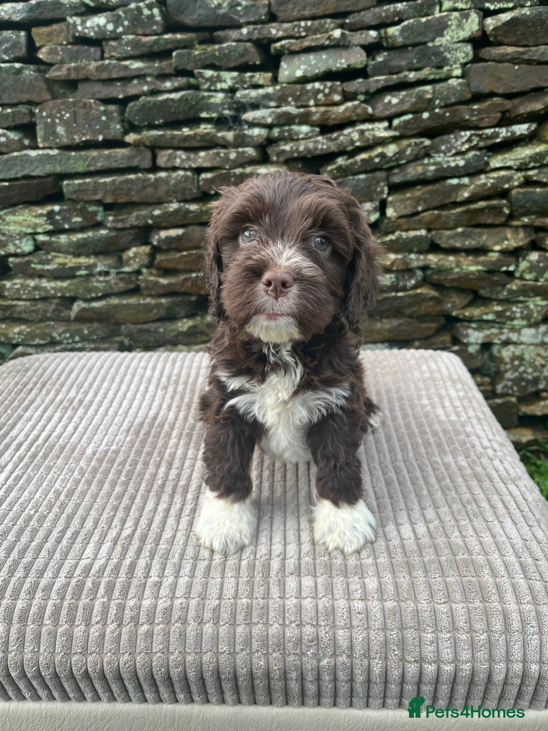Cockapoo dogs for sale: Cockerpoo puppies  - Advert 1