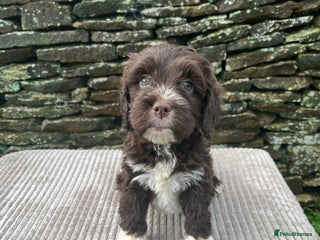 Cockapoo dogs Cockerpoo puppies - Advert 2