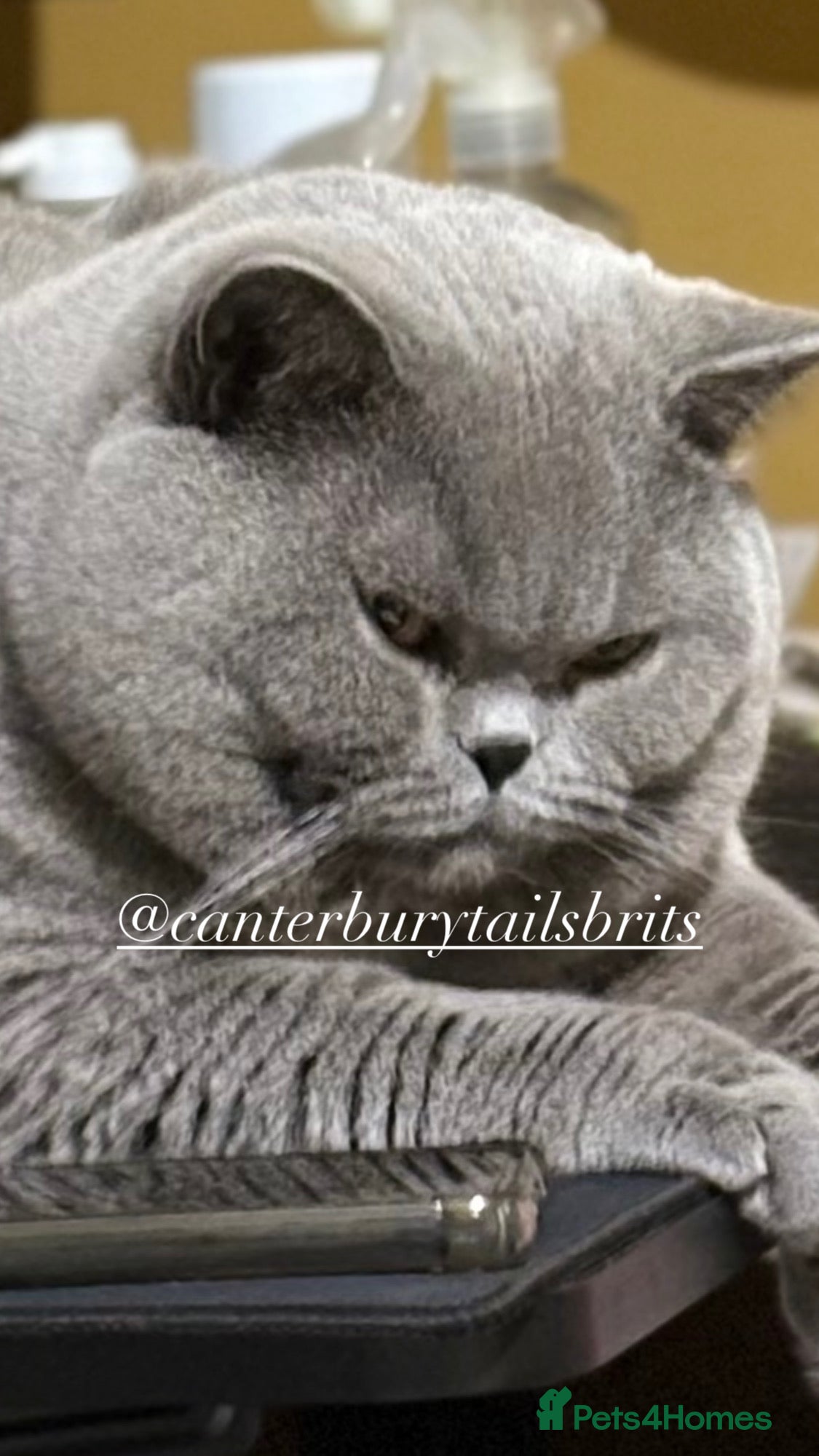 British Shorthair cats TICA RW SUPREME GRAND CHAMPION & GCCF IGRCH🏵️🏆 - Advert 2