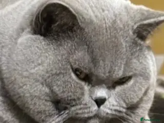 British Shorthair cats TICA RW SUPREME GRAND CHAMPION & GCCF IGRCH๐ต๏ธ๐ - Advert 2