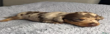 Miniature Dachshund 2