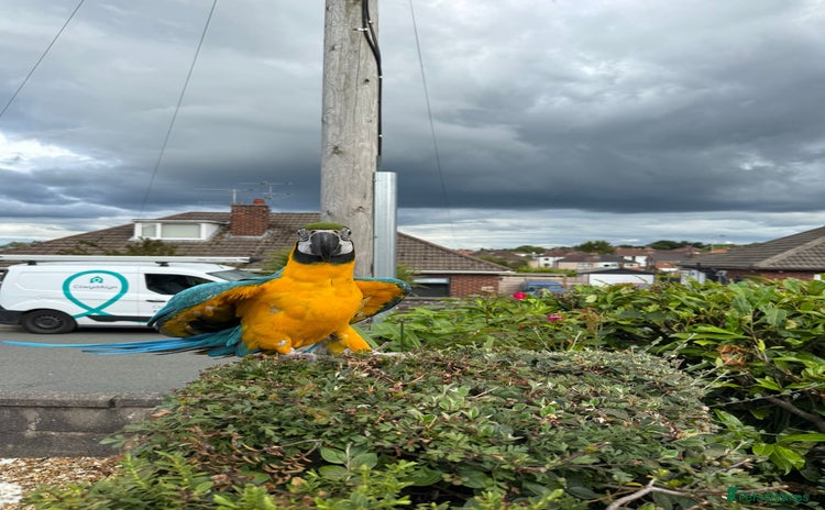 Macaws birds - Advert 1