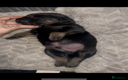 Mixed Breed dogs for sale: Puppies  - Image 6