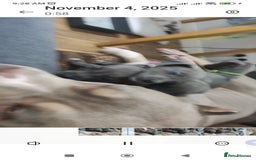 Mixed Breed dogs for sale: Caine corso/ American bully 10 weeks - Advert 15