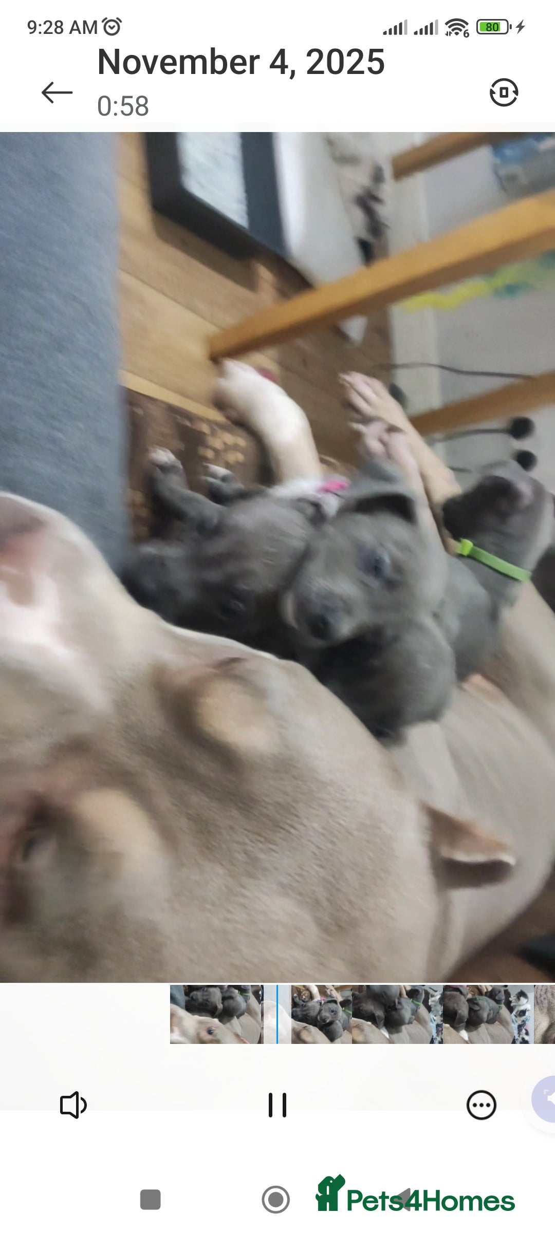 Mixed Breed dogs for sale: Caine corso/ American bully 10 weeks - Advert 15