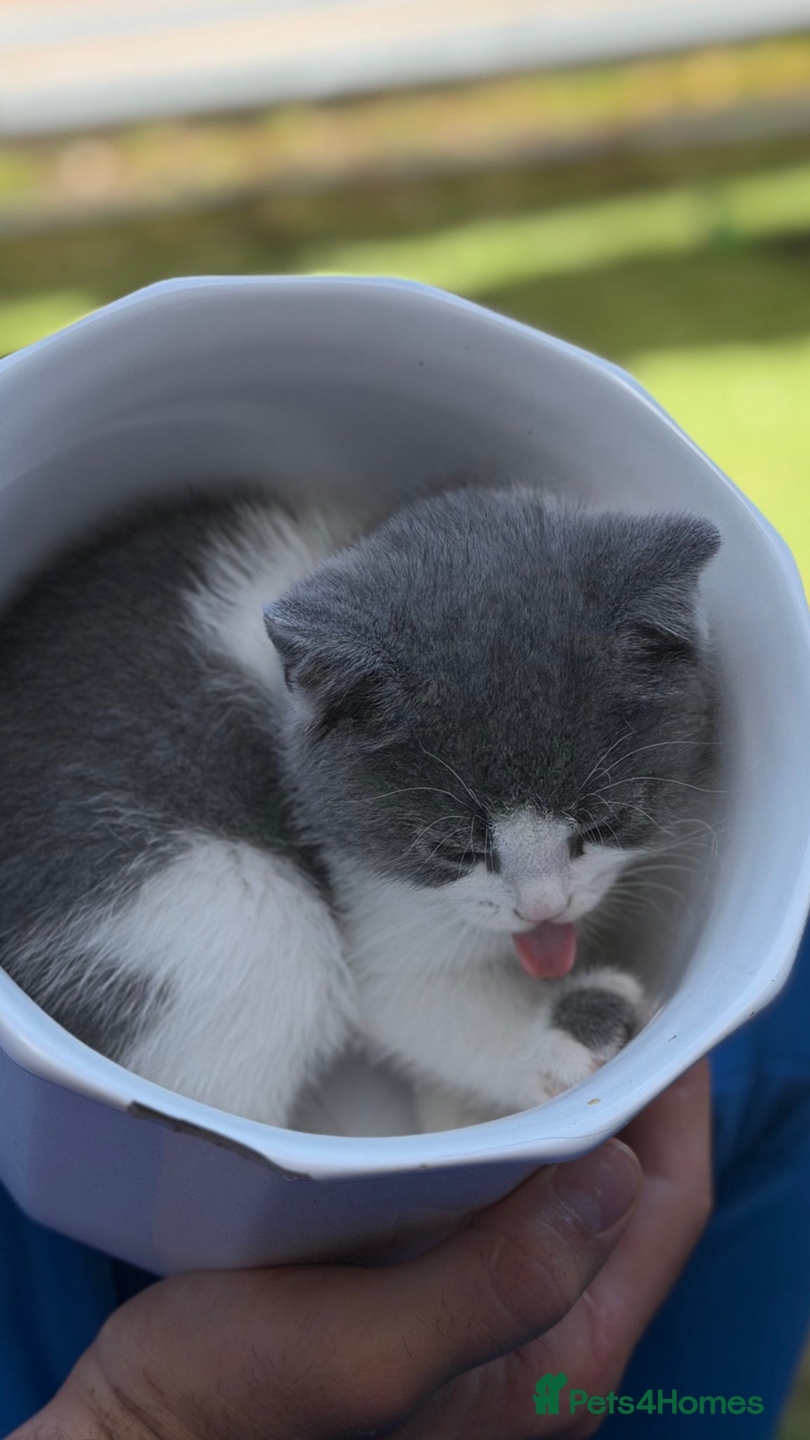 Scottish Fold cats for sale: Scottish fold grey and white kitten  - Advert 3