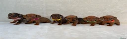 Miniature Dachshund dogs for sale: Dachshund puppies 3 boys 3 girls KC registered - Advert 4