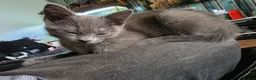 Mixed Breed cats for sale: Last 3/4 persian kittens ready now - Advert 12
