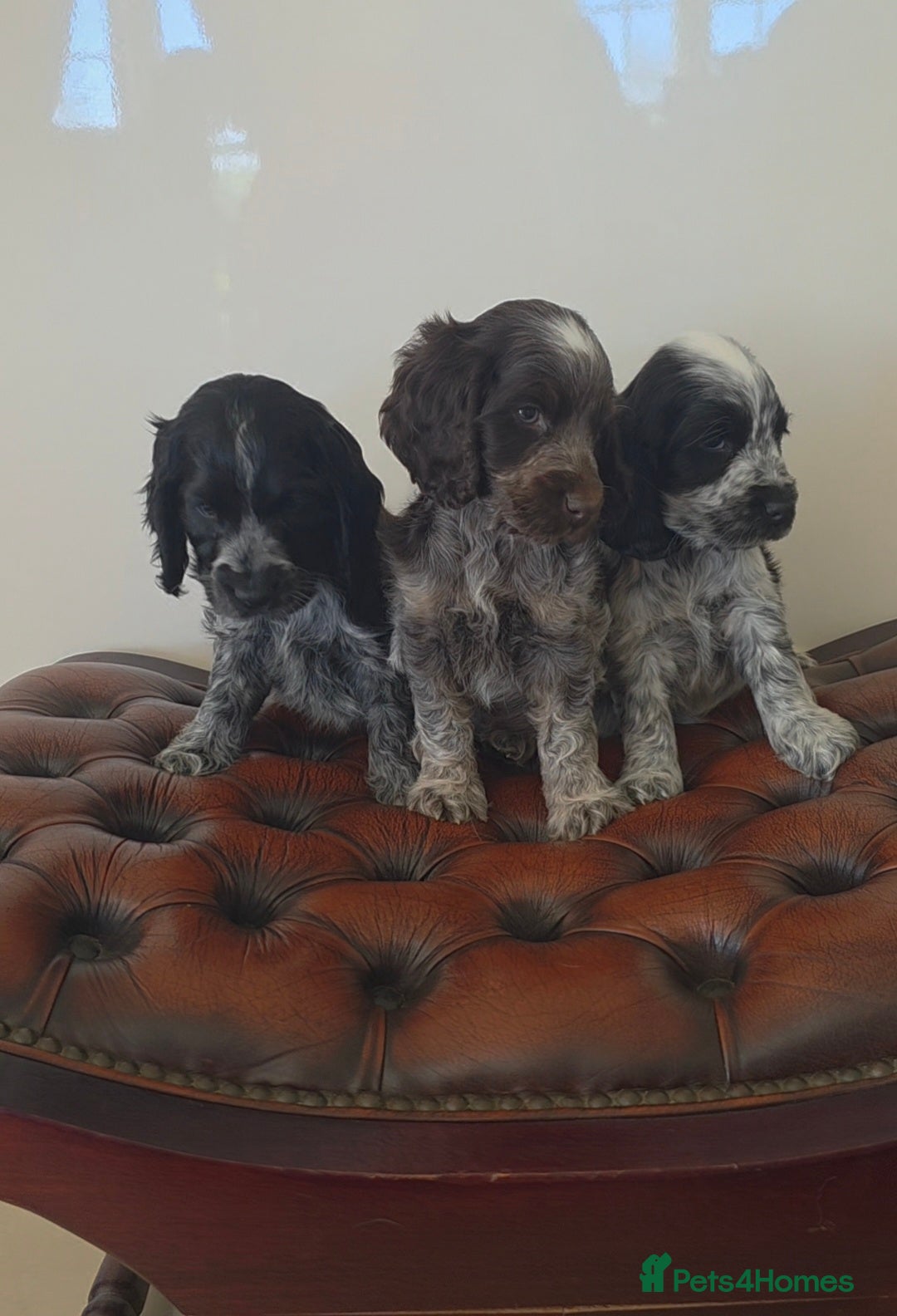 Cocker Spaniel dogs Kc reg show cocker spaniels fully health tested  - Advert 11