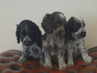 Cocker Spaniel dogs Kc reg show cocker spaniels fully health tested - Advert 11