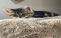 Mixed Breed cats for sale: Mixed breed, both female, ready to go now! - Image 12