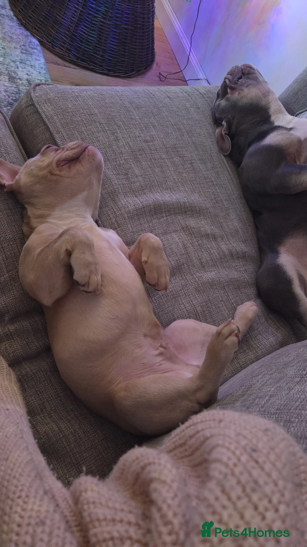 French Bulldog dogs for sale: Male cream frenchbull dog  - Advert 8