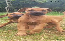 Rhodesian Ridgeback dogs for sale: KC reg chunky handsome pups - Image 8