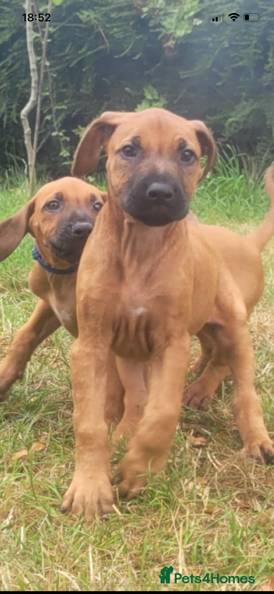 Rhodesian Ridgeback dogs for sale: KC reg chunky handsome pups - Image 8