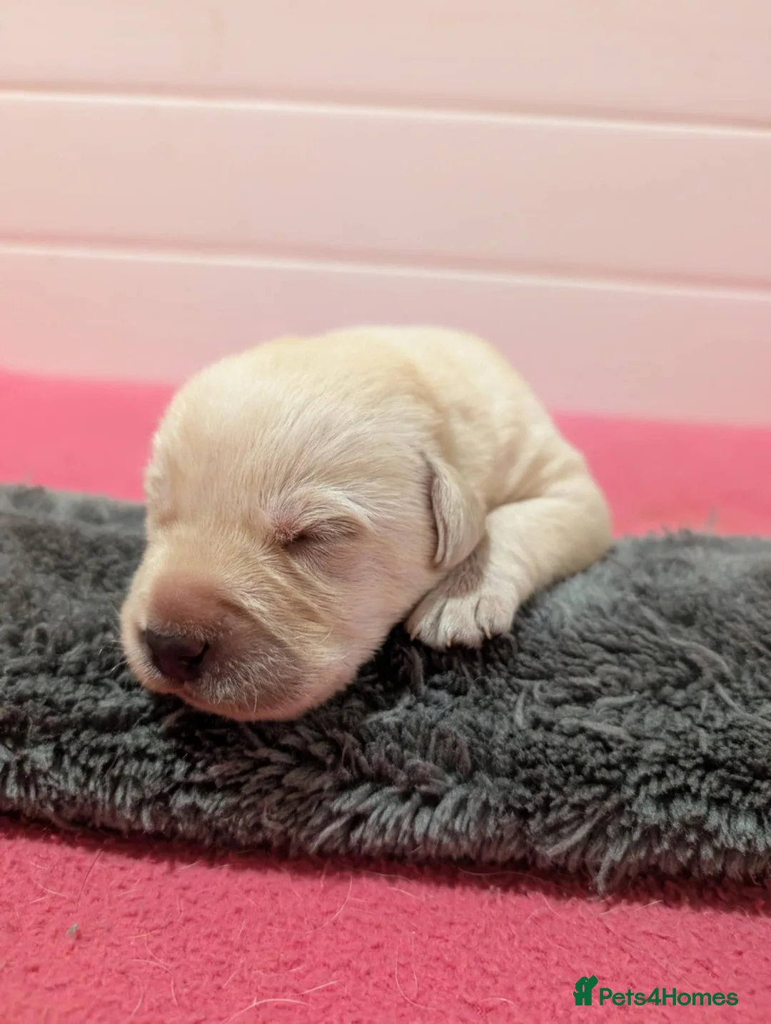 Labrador Retriever dogs for sale: Champion bloodlines. Chunky boys show type. - Advert 2