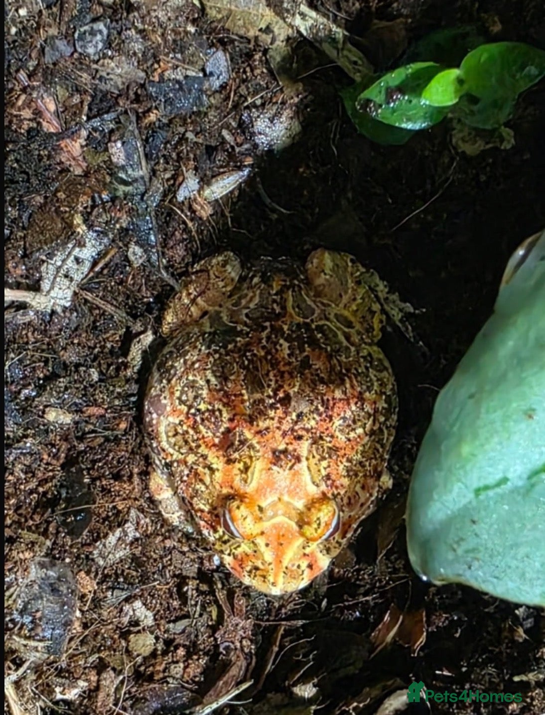Frog reptiles Pacman Frog - Less than a year old male with setup - Advert 1