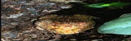 Frog reptiles for sale: Pacman Frog - Less than a year old male with setup - Advert 1