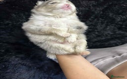 Pomeranian dogs for sale: Beautiful Pomeranian puppies amazing rare colours - Image 8