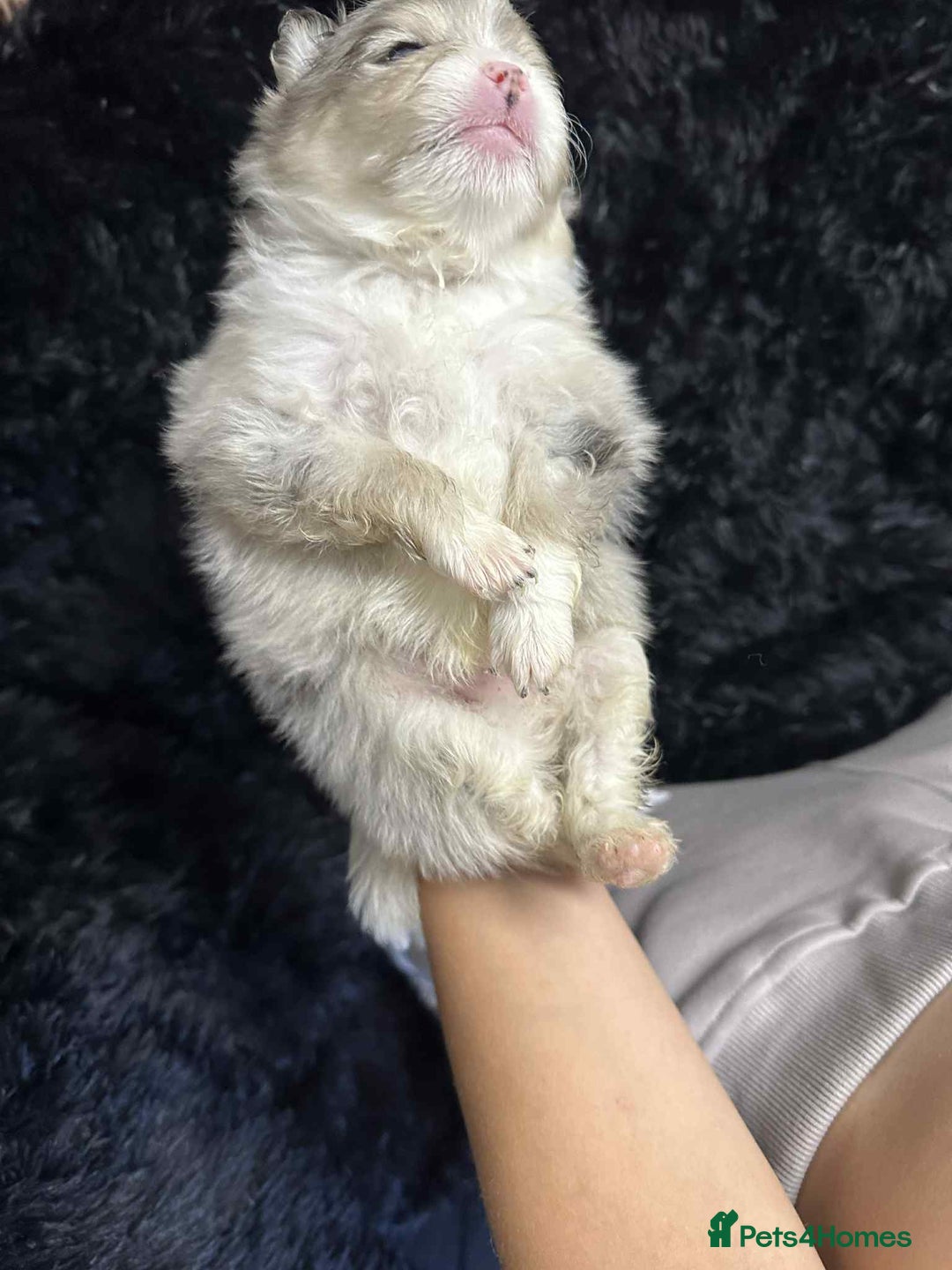 Pomeranian dogs for sale: Beautiful Pomeranian puppies amazing rare colours - Image 8