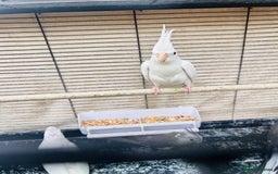 Ringnecks birds for sale: Stunning rare Ringnecks for sale  - Image 11