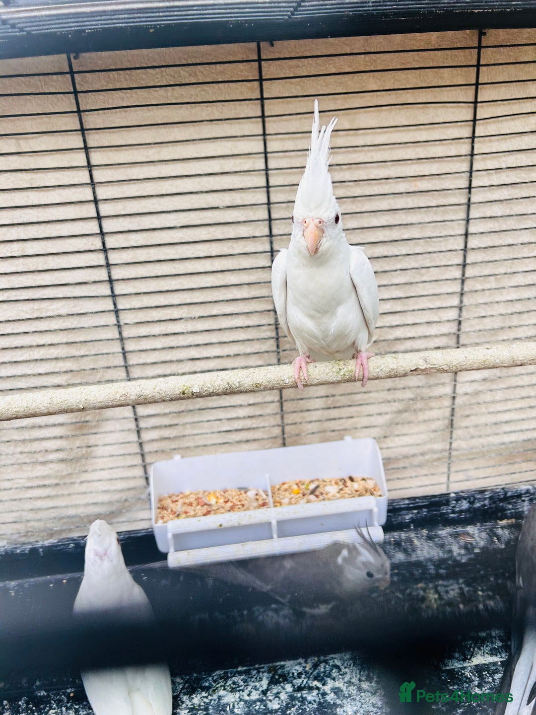 Ringnecks birds for sale: Stunning rare Ringnecks for sale  - Image 11