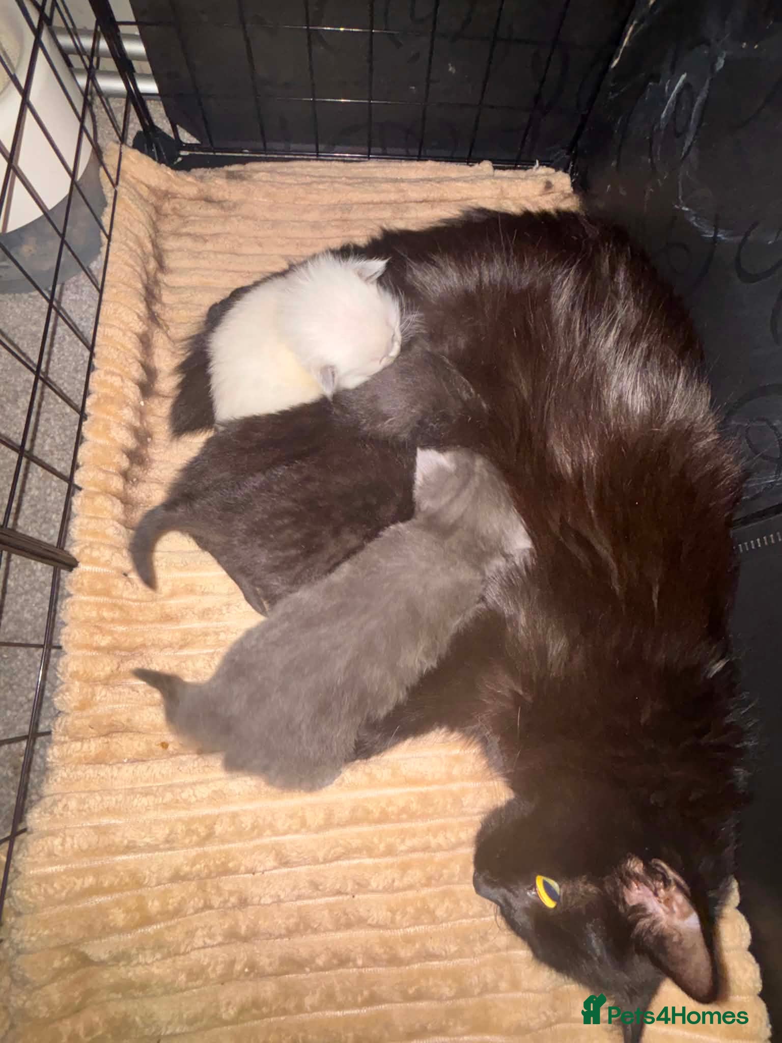 Ragdoll cats 3 boys and 1 girl  - Advert 1