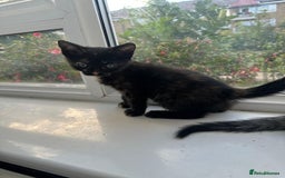 Bengal cats for sale: 6 Cross Bengal Kittens - Image 25