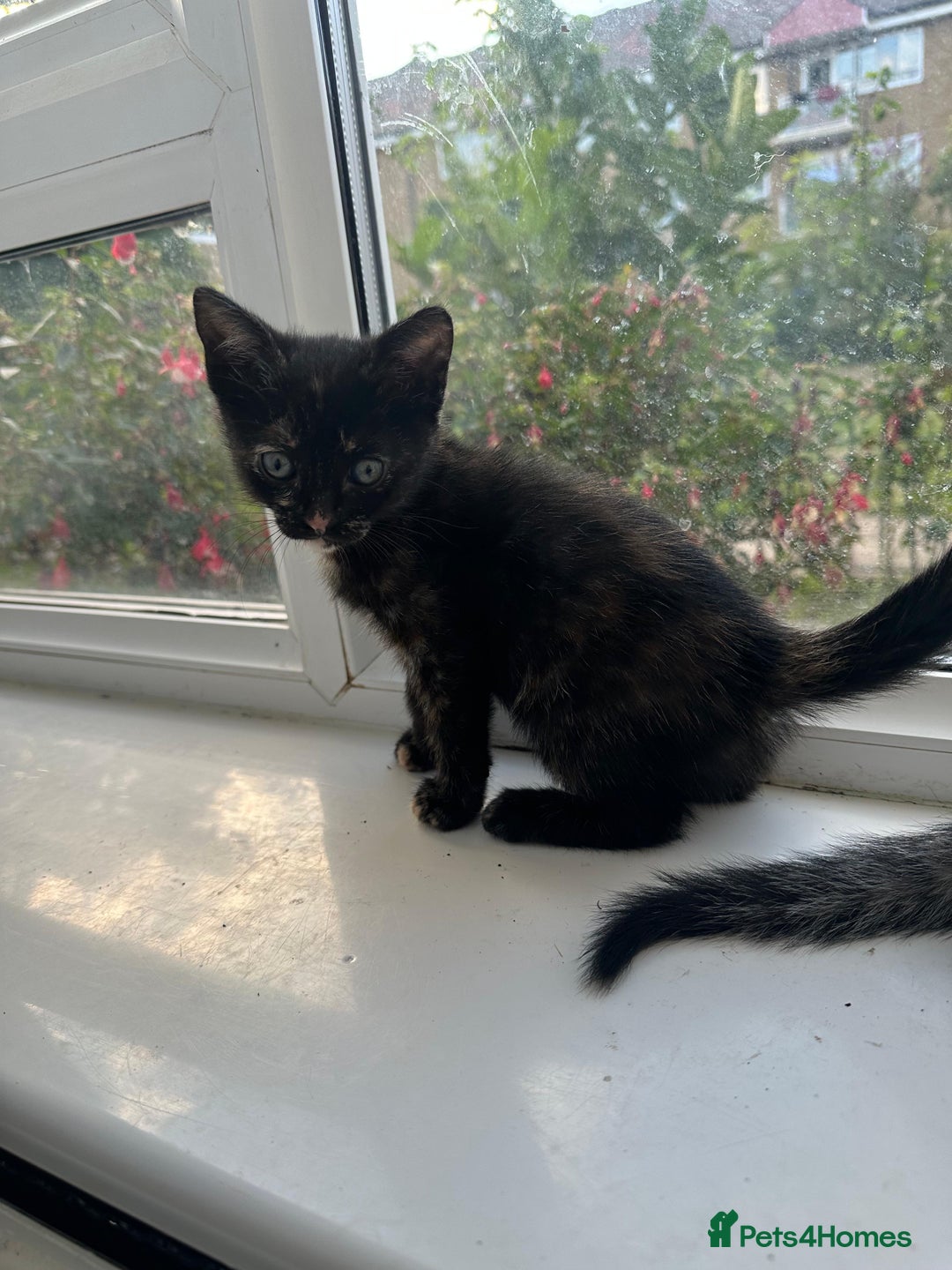 Bengal cats for sale: 6 Cross Bengal Kittens - Image 25