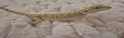 Bearded Dragon reptiles for sale: 100%Het Zero Bearded Dragon baby's  - Advert 13