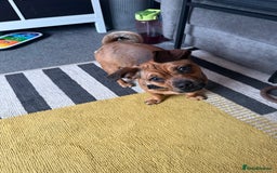 Mixed Breed dogs for sale: Rehoming our 8 month old puppy - Image 1