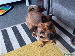 Mixed Breed dogs for sale - Advert 1