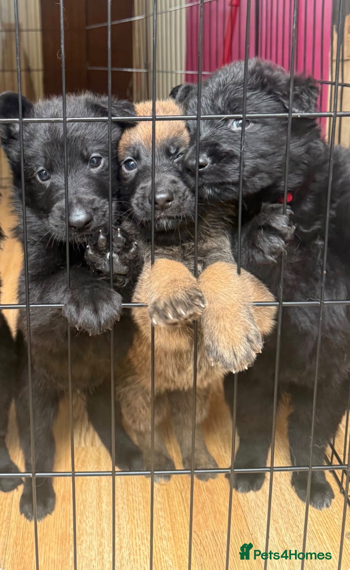 Mixed Breed dogs ONE LEFT! German shepherd x Belgian shepherd pups - Advert 9