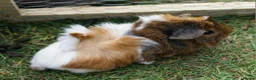 Guinea Pig rodents for sale: Beautiful funky guinea pigs - Advert 9