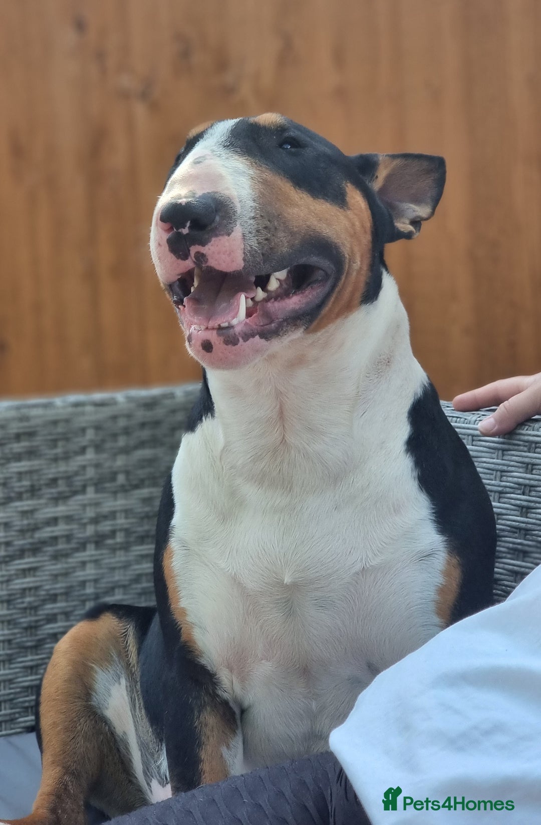 English Bull Terrier dogs for stud: KC registered stud - Advert 5