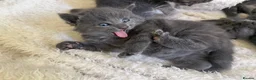 Mixed Breed cats for sale: Adorable grey kittens & tabby grey kittens  in Salisbury - Advert 38
