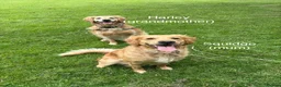 Golden Retriever dogs for sale: Gorgeous Golden Retriever Puppies - Advert 6