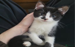 Mixed Breed cats for sale: Beautiful Female Kitten for Sale - Advert 1