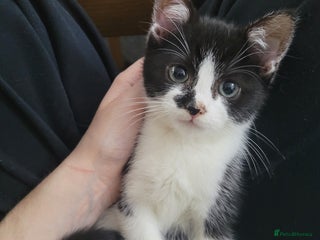 Mixed Breed cats Beautiful Female Kitten for Sale - Advert 9
