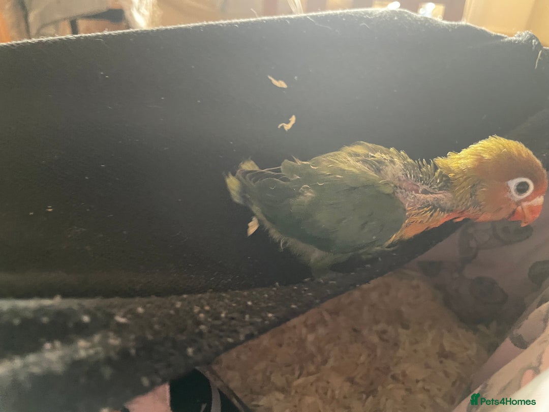 Lovebirds birds for sale: Because hand reared baby lovebird  - Advert 2