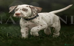 Dalmatian dogs for sale: 1 liver spot boy, £1250,  - Image 2