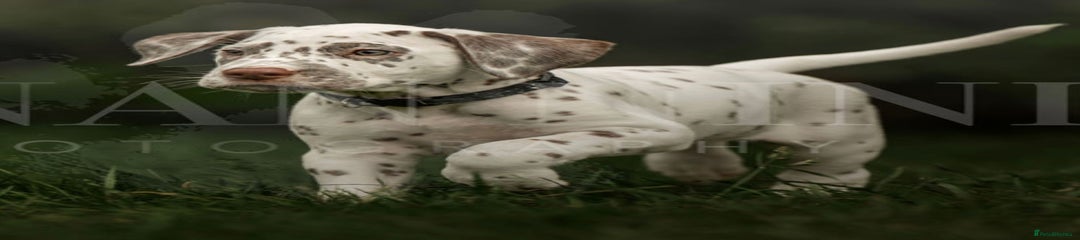 Dalmatian Puppy 5